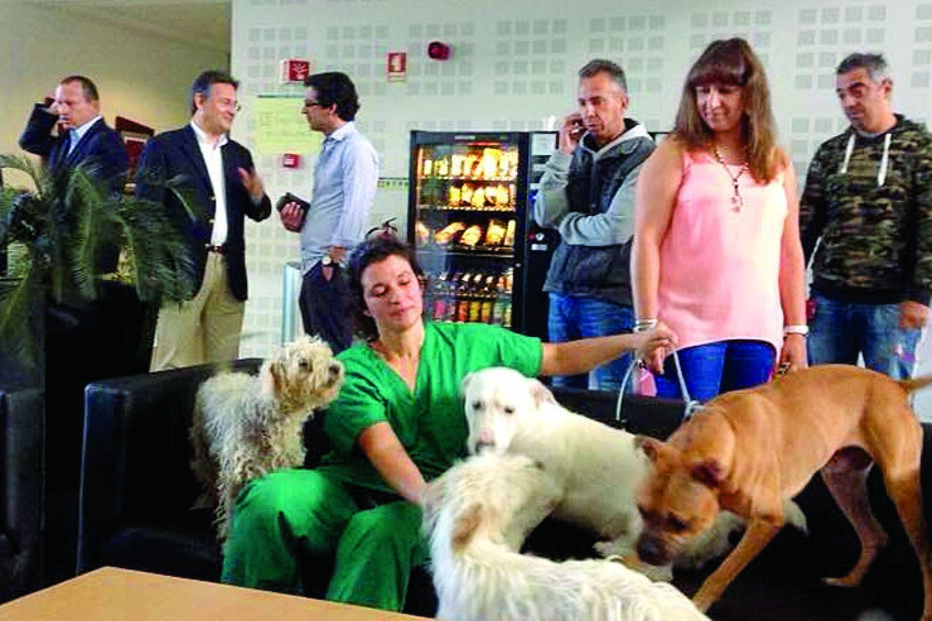 Leva cães à autarquia 