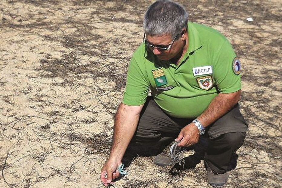 10-10-2015_02_06_32 11 armadilhas.jpg