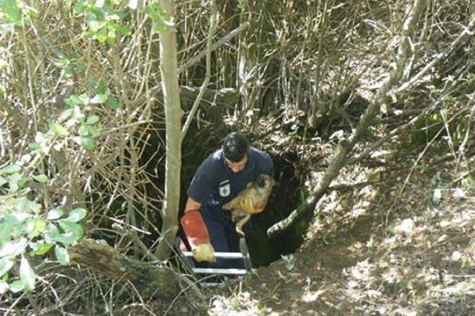 Cães, animais, poço, resgate, GNR, Guarda Nacional Republicana, Associação de Amigos dos Animais de Tarouca, Tarouca