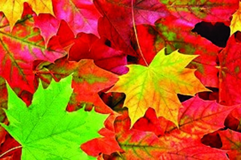 folhas, venda, insólito