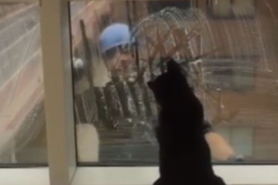 14-10-2015_03_59_37 ml gato.jpg