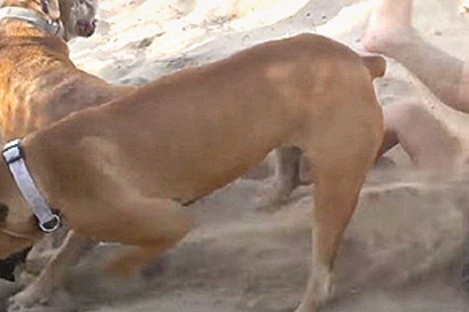 16-10-2015_02_04_12 ml cão.jpg