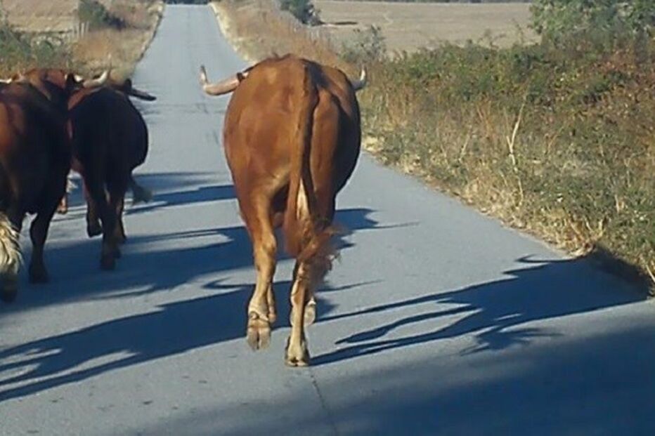 16-10-2015_05_12_31 20 vacas.jpg