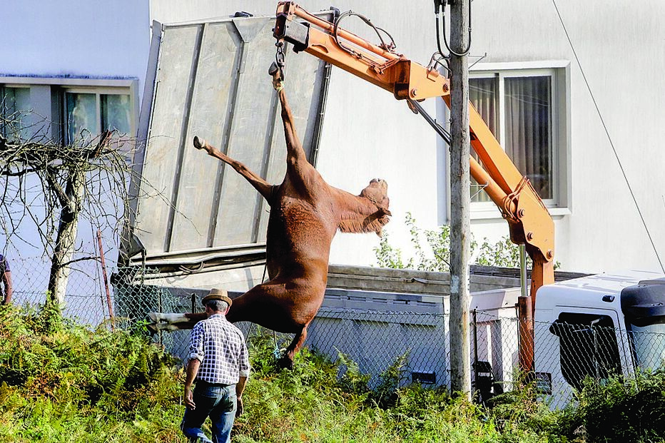 cavalos, mortos, pasto, proprietário, intervenção humana, animais, envenenamento, veneno