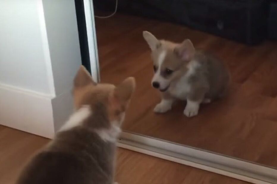 19-10-2015_00_59_11 ml corgi.jpg