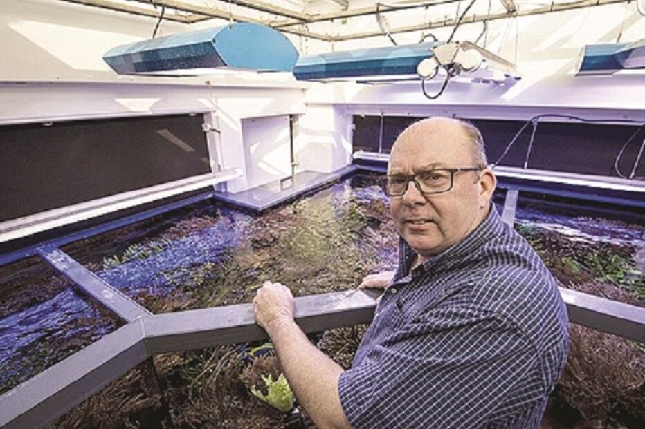 casa, aquário, gigante, homem, Inglaterra