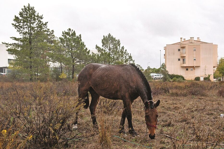 cavalo, abandonado, Lagoa, Algarve, universidade, ministério, dono