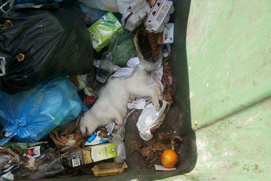 Gato, animais, GNR, Guarda Nacional Republicana, rua de Moçambique, Tramagal, Abrantes