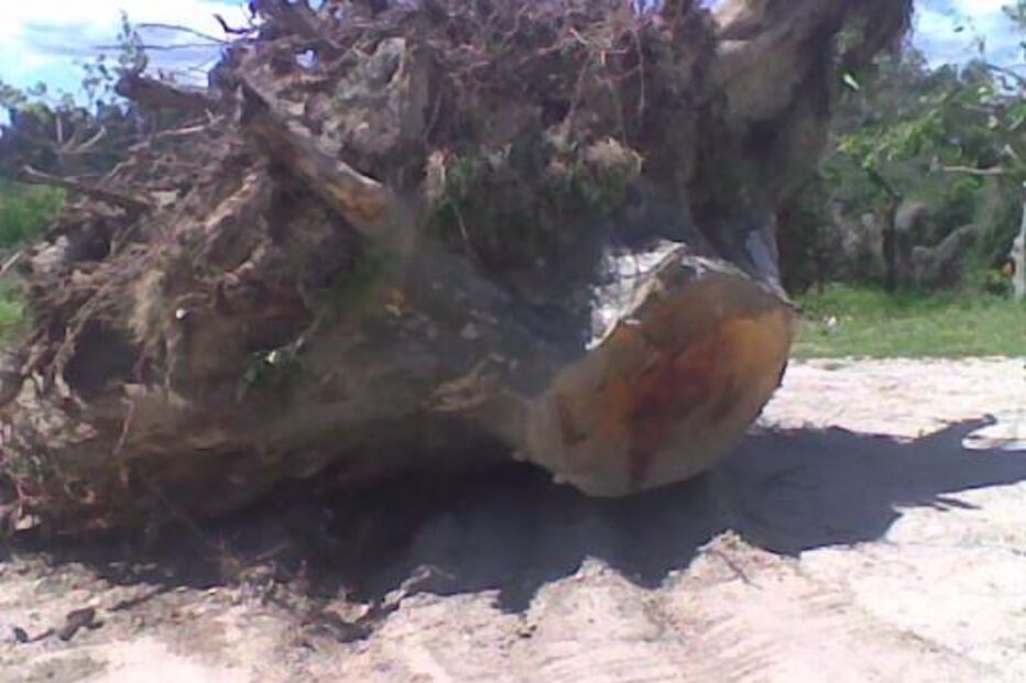 acidentes e desastres, árvore, gravidade, atingido, Viana do Castelo