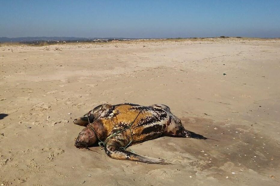 24-10-2015_05_41_29 10881503.JPG