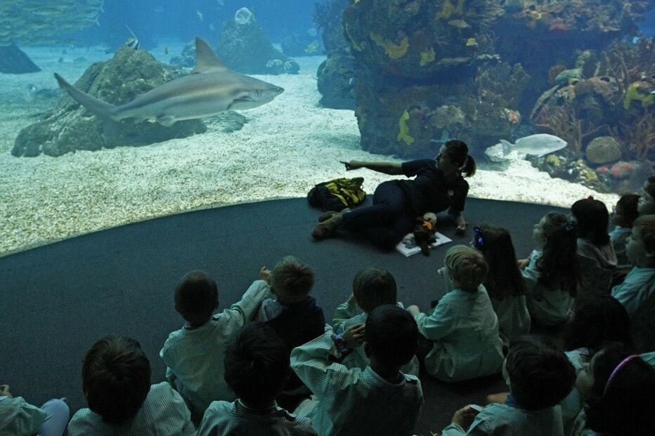 oceanário, CM, crianças, jovens, programas, Lisboa, Peixes, aquário, programas escolares