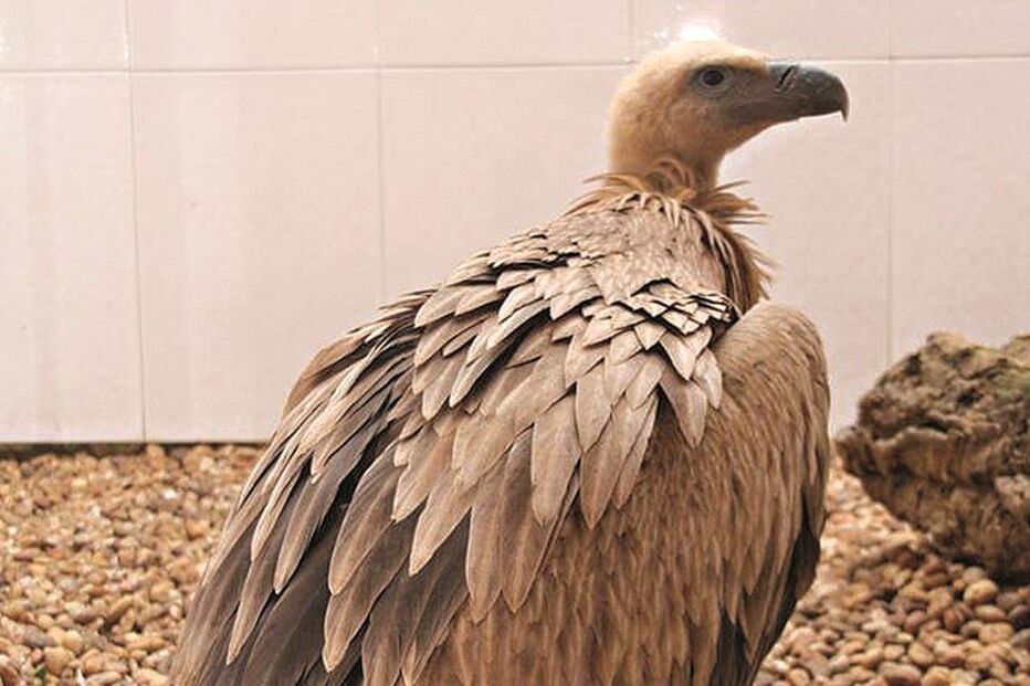 Grifo, ave, tiros, ferido, chumbos, GNR, RIAS, Centro de Recuperação e Investigação de Animais Selvagens, Olhão, Algarve