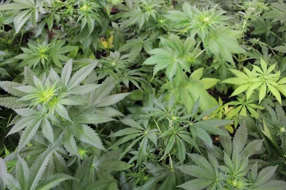 Chile, Fundação Daya, plantação, canábis, medicamento, saúde