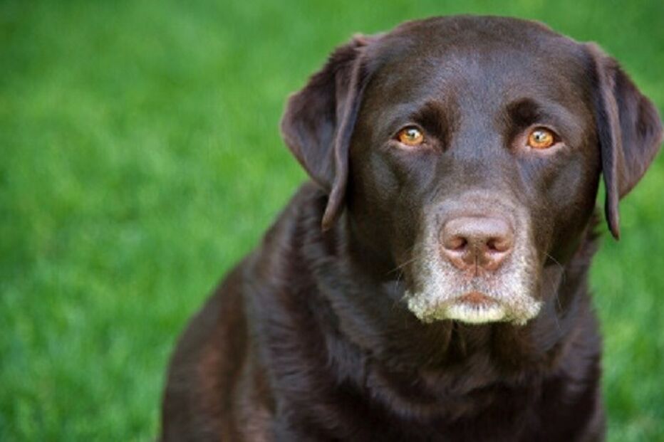 28-10-2015_23_25_25 ml cão.jpg