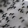 Estudo avança que aumento da urbanização poderá aumentar número de mosquitos que preferem picar pessoas