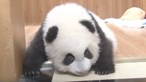 Creche procura ama de pandas bebés