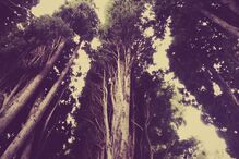 Sofia Borrega, Geração Arte