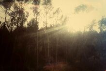 Sofia Borrega, Geração Arte