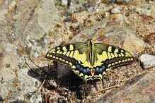 Rute Costa, Geração Arte