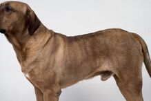 PSP, Polícia de Segurança Pública, animais, cães, Tosa Inu