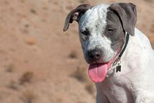 PSP, Polícia de Segurança Pública, animais, cães, American Staffordshire Terrier, Americano