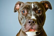 PSP, Polícia de Segurança Pública, animais, cães, Pit Bull Terrier