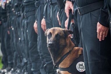 Cão polícia, cães, animais, terrorismo, atentado, França, Paris, Saint Denis, Diesel, Polícia Nacional francesa, Twitter
