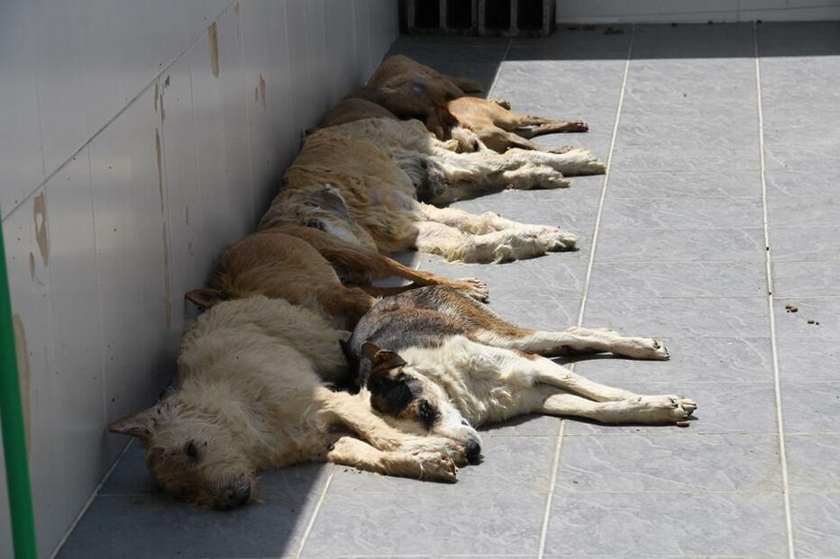 Maus tratos, animais