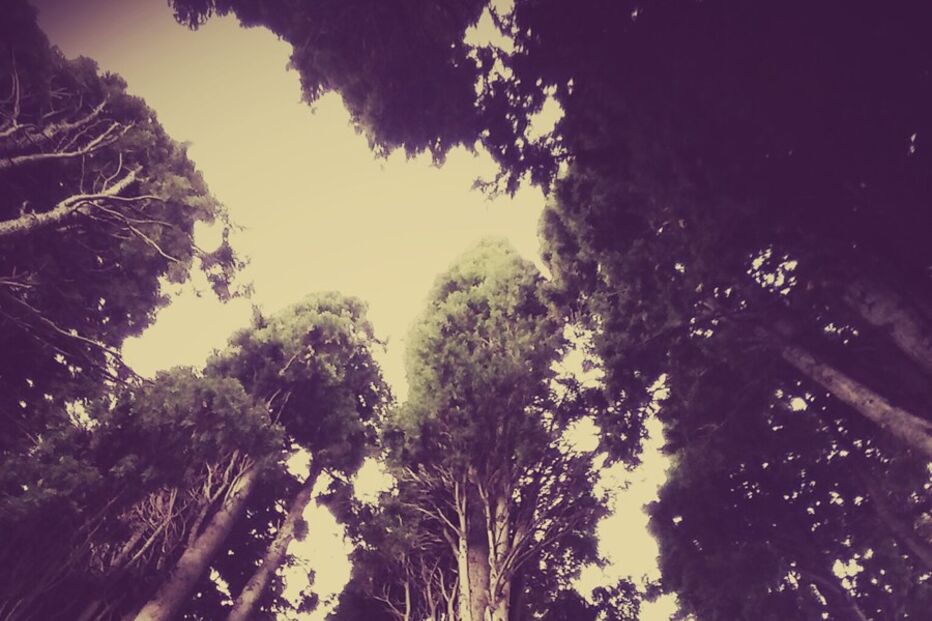 Sofia Borrega, Geração Arte