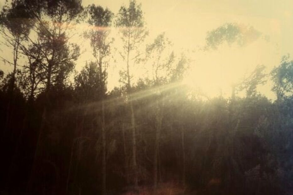 Sofia Borrega, Geração Arte