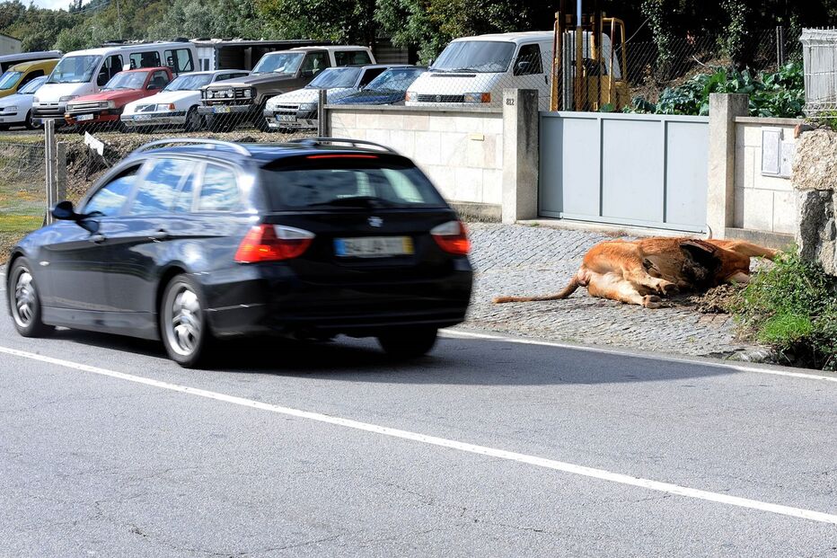 02-11-2015_00_50_03 vaca 10.jpg