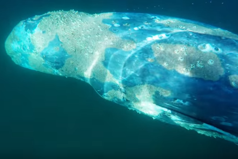 02-11-2015_13_20_21 Baleia.png