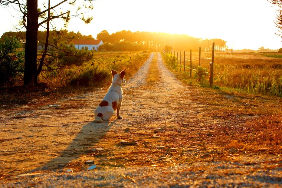 Inês Rasquinho, Geração Arte