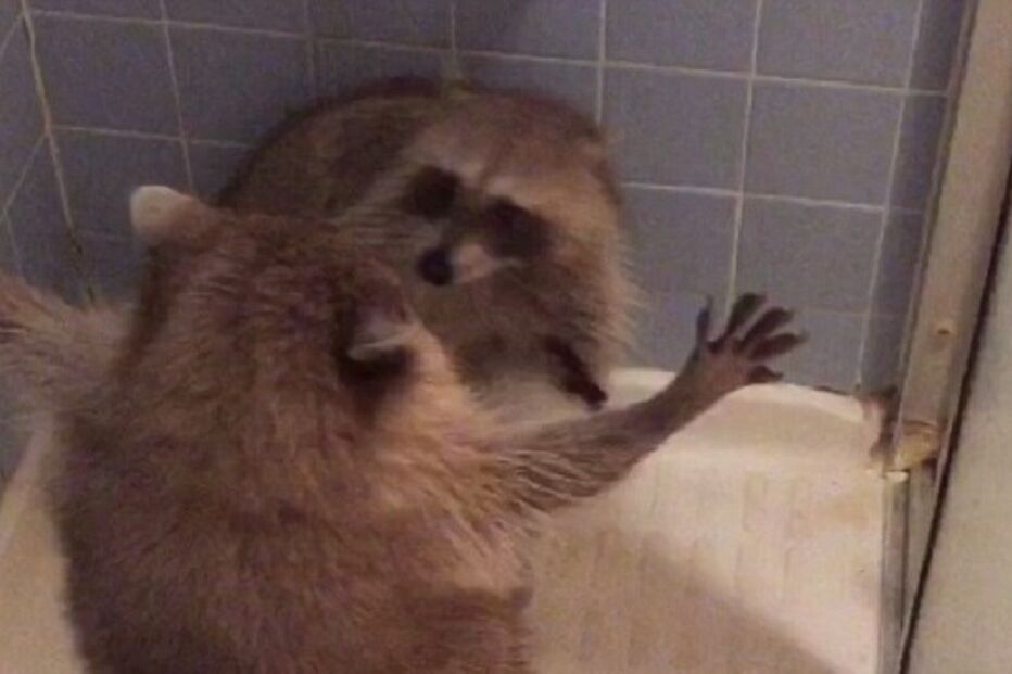 04-11-2015_20_52_42 ml guaxinim.jpg