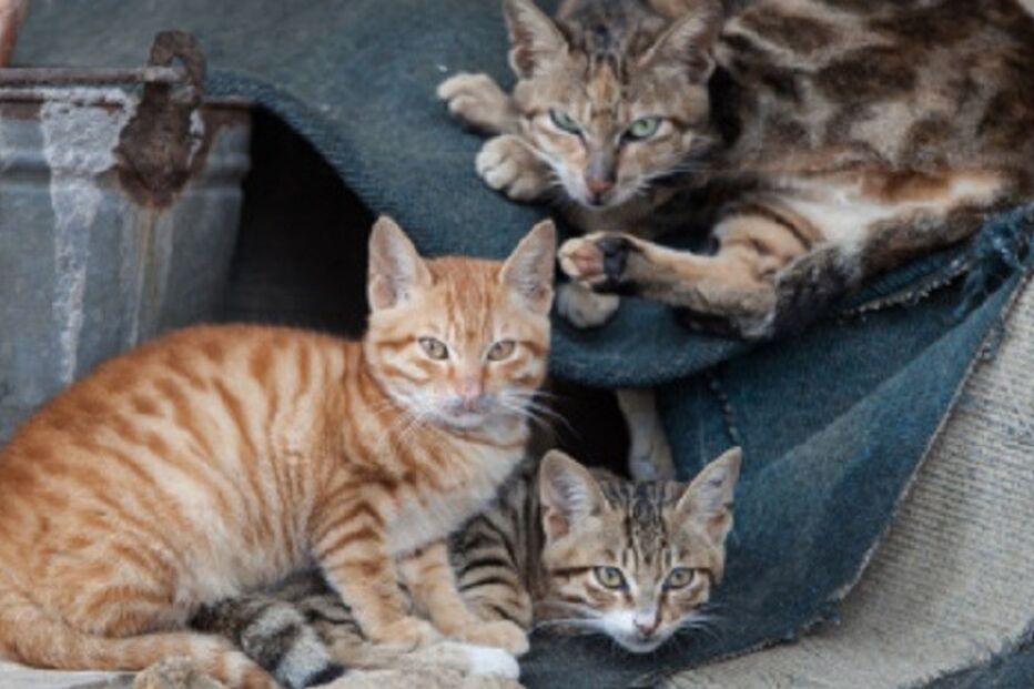 04-11-2015_20_55_02 ml gatos.jpg