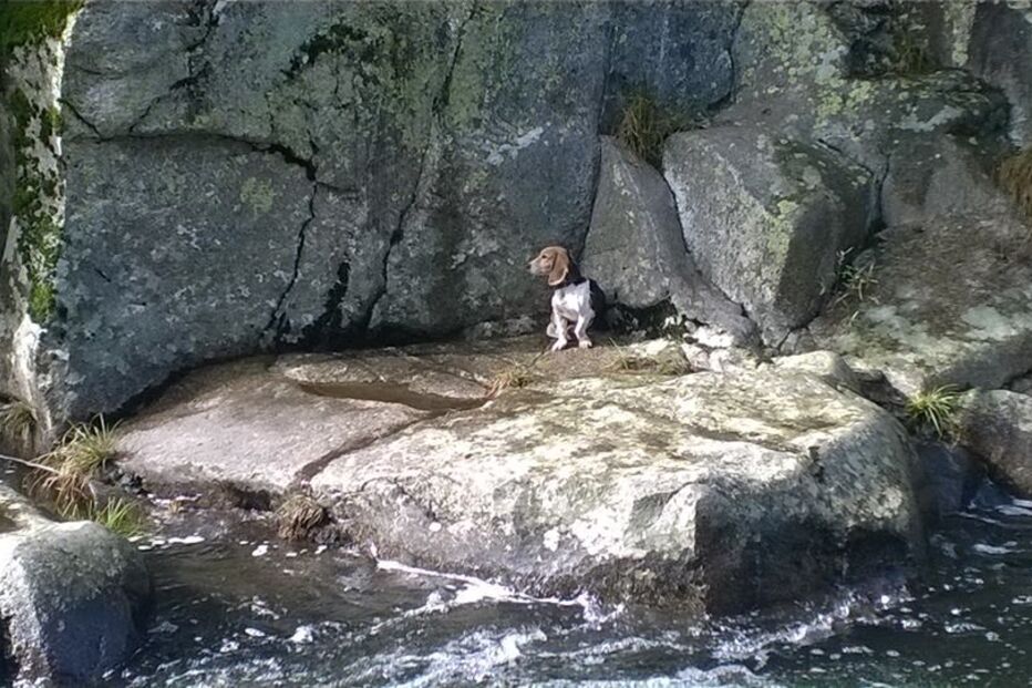 04-11-2015_22_56_29 19 bombeiro, salvamento, cão, rio.jpg