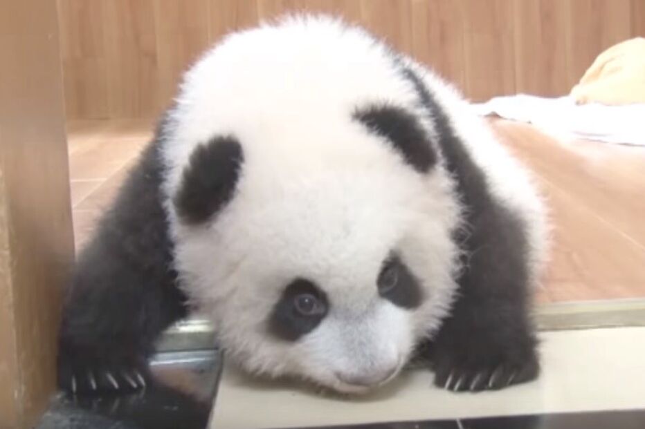 06-11-2015_00_05_24 ml panda.jpg