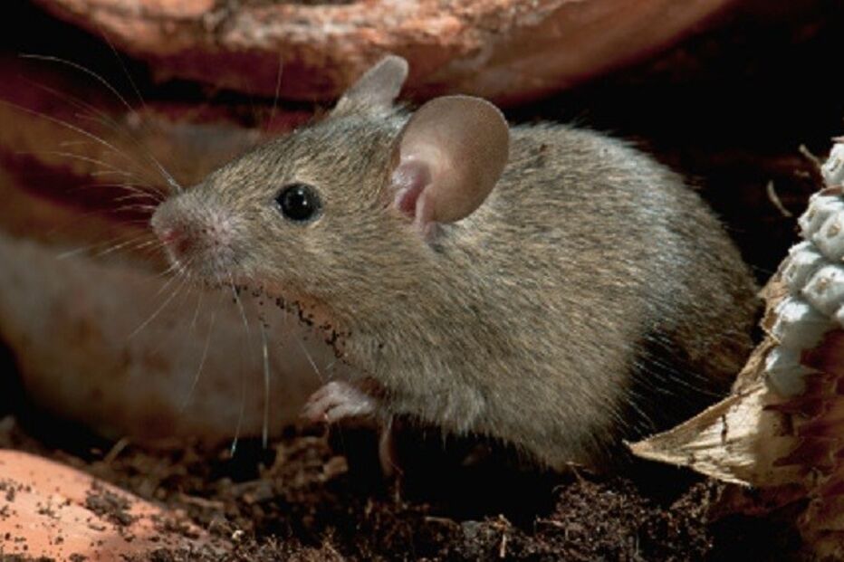 06-11-2015_00_09_19 ml rato.jpg