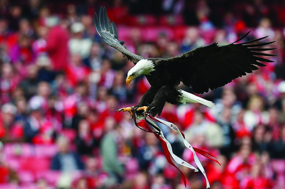 06-11-2015_04_56_25 20 águia.jpg