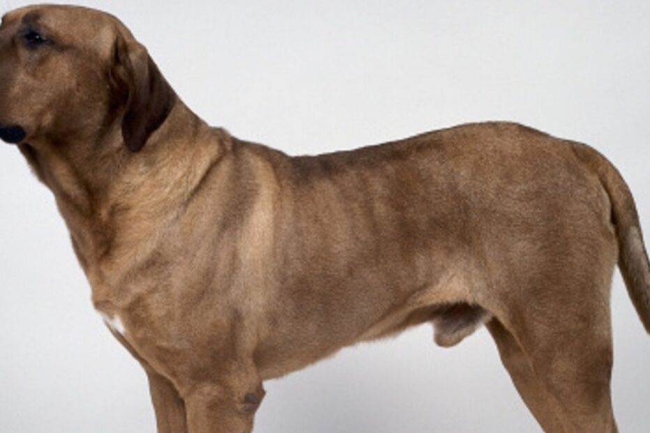 PSP, Polícia de Segurança Pública, animais, cães, Tosa Inu