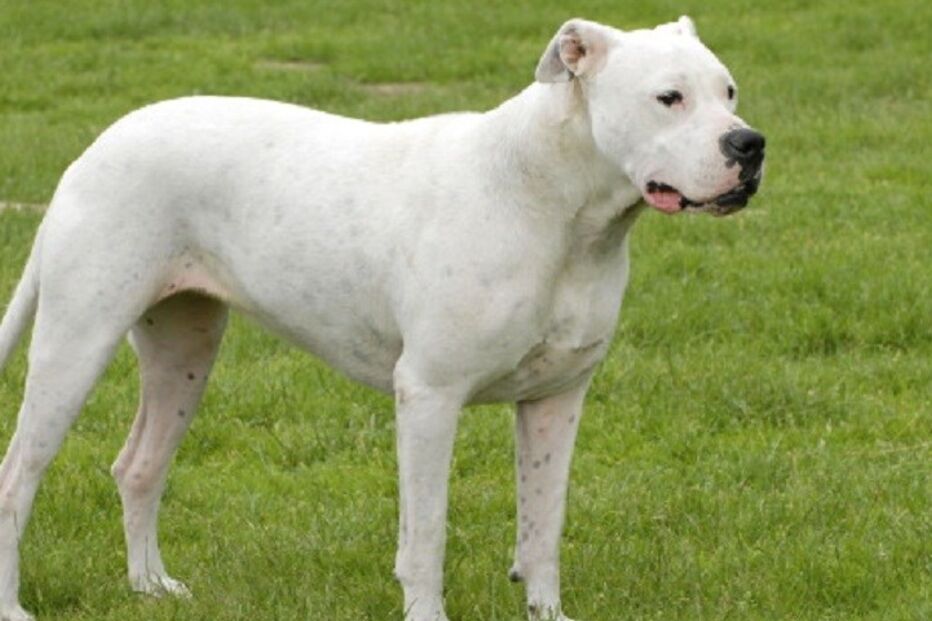 PSP, Polícia de Segurança Pública, animais, cães, Dogue Argentino