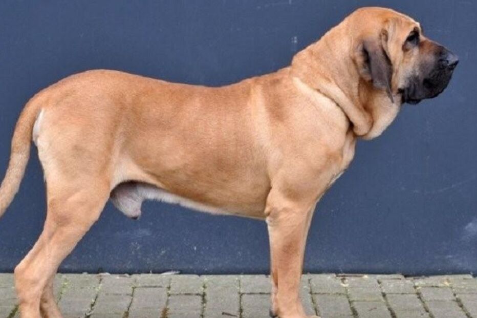 PSP, Polícia de Segurança Pública, animais, cães, Cão de Fila Brasileiro