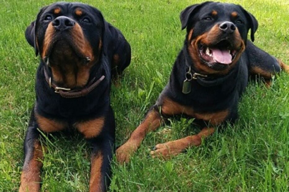 PSP, Polícia de Segurança Pública, animais, cães, Rottweiler