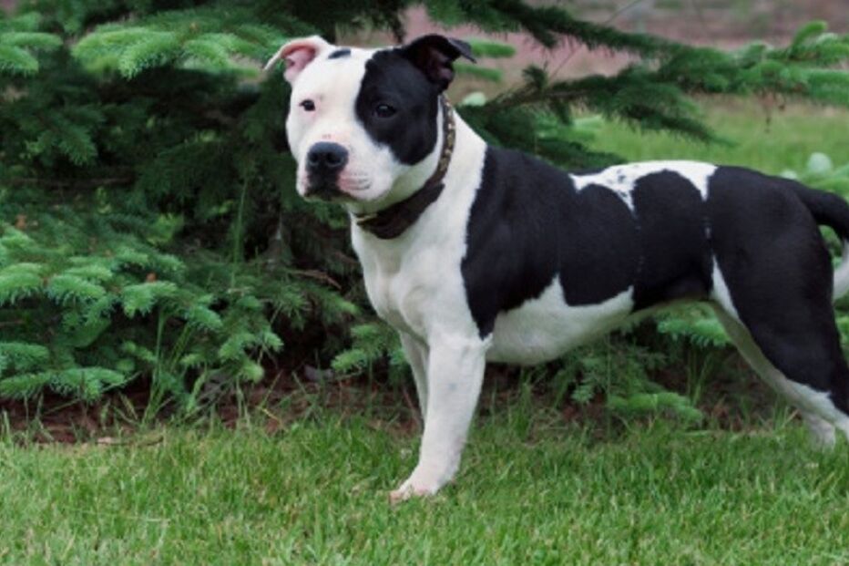 PSP, Polícia de Segurança Pública, animais, cães, Staffordshire Bull Terrier