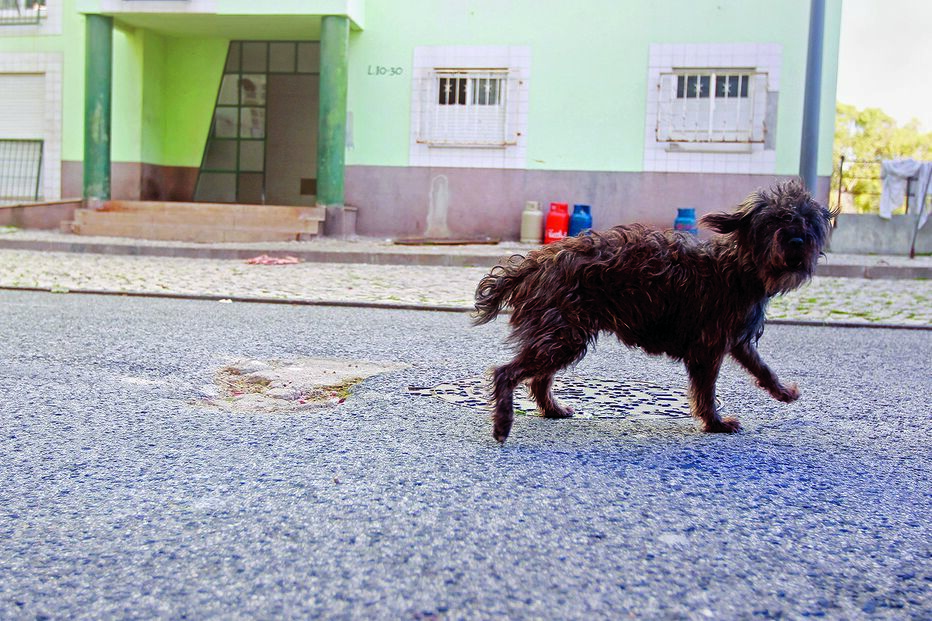 Serviço Municipal da Proteção Civil e à Casa dos Animais de Lisboa 