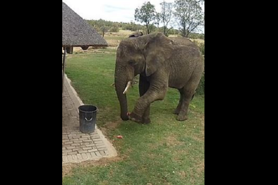 09-11-2015_22_20_05 36 elefante ml.png