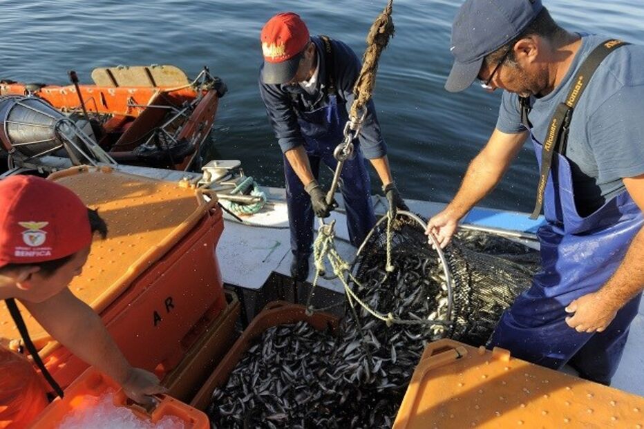 11-11-2015_01_49_29 23 carapau.jpg