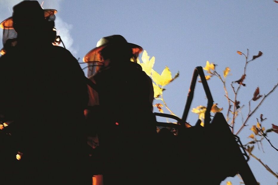 Vespa-asiática, Porto, Viana do Castelo, Braga, ninhos