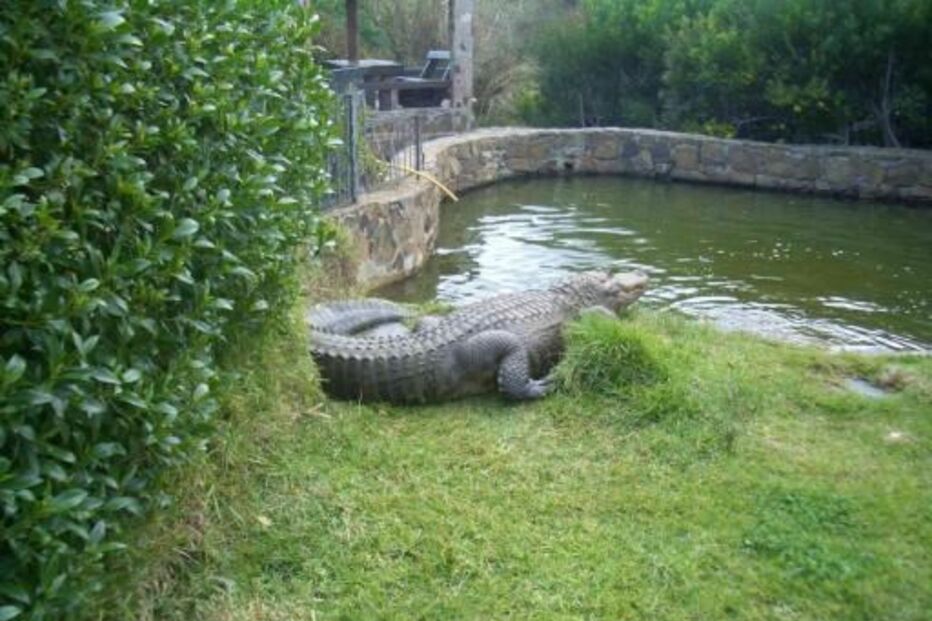 Crocodilos, guardas, prisão, Indonésia