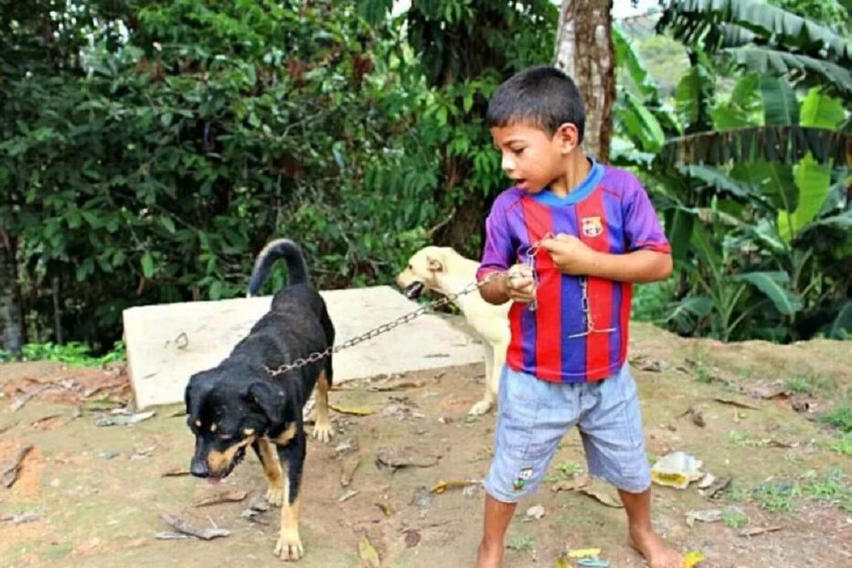 Cães, animais, salvamento, Amazónia, Robinho, Brasil, floresta, Presidente Figueiredo, Amazonas